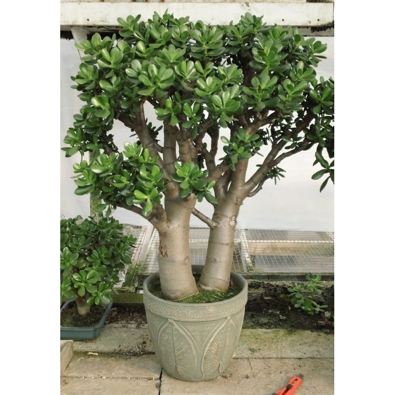 Cây sen đá ngọc bích - cây thạch bích
