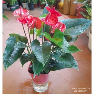 (VHST - GIAO TP.HCM 1-5H) HỒNG MÔN ĐỎ thủy sinh.