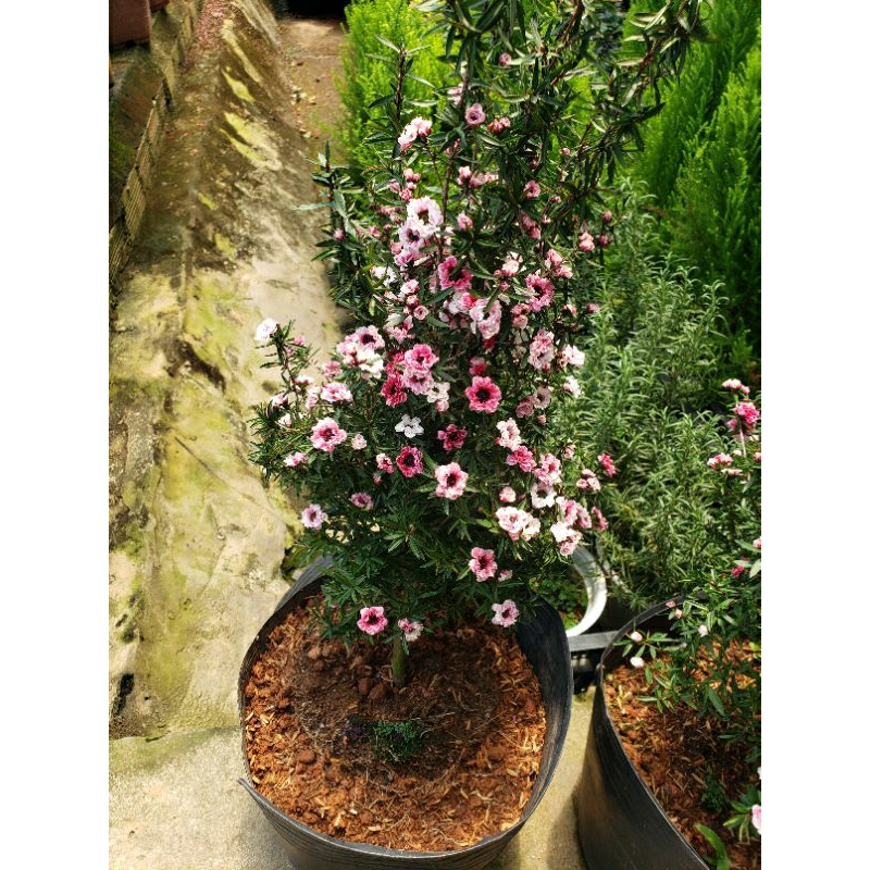 Cây Nhất Chi Mai(loại lớn.cao 80cm đến 90cm)