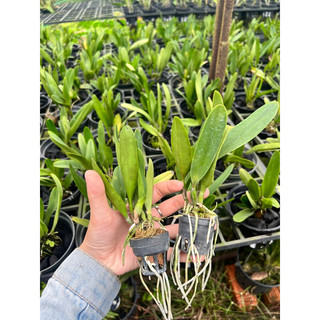 Cattleya Mini Hoa chùm siêng hoa