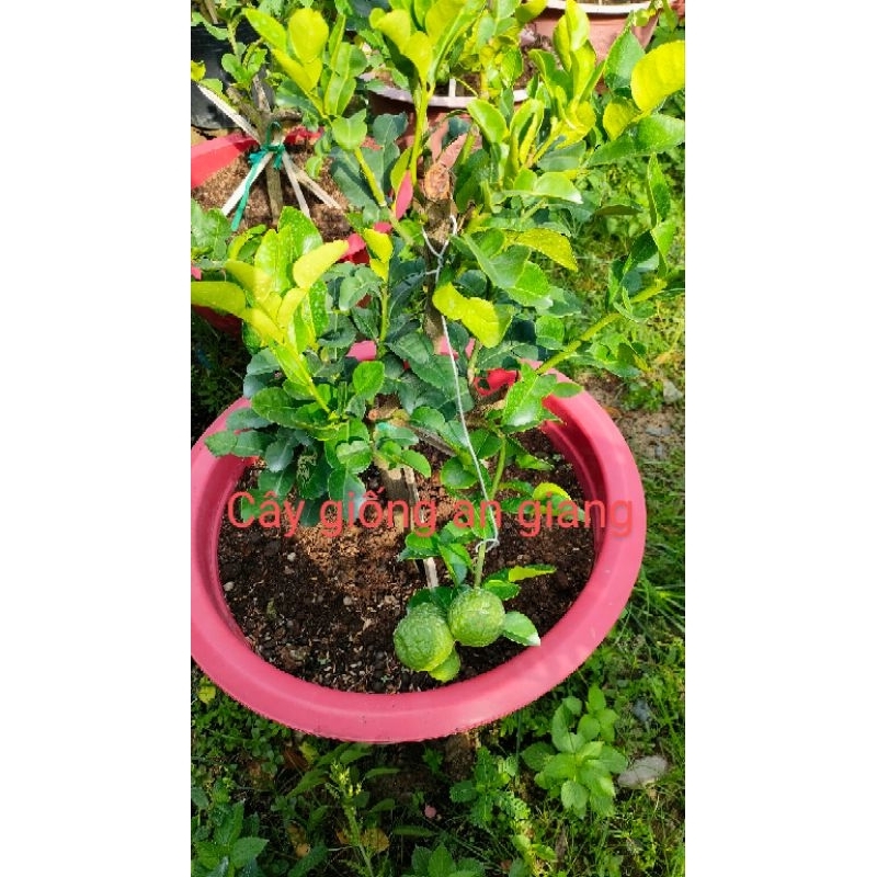 Cây chúc giống cây cao 20cm giá 20k 1 cây