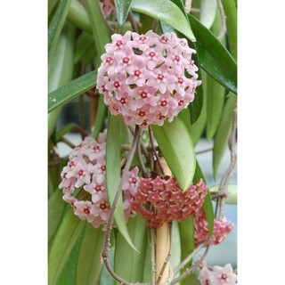 Cây giống lan cẩm cù - giống mới - hoa to, đẹp, rất thơm