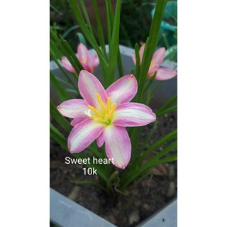 Củ huệ mưa ngoại Sweet Heart hồng sọc trắng