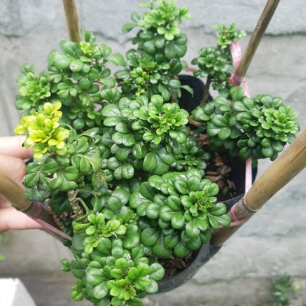 Cây ngâu tàu hoa vàng