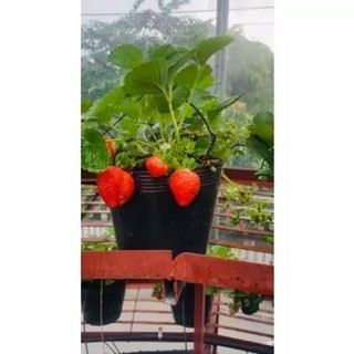 Chậu nhựa đen c9, c10,c11,c12,c16 trồng cây rất dày dặn