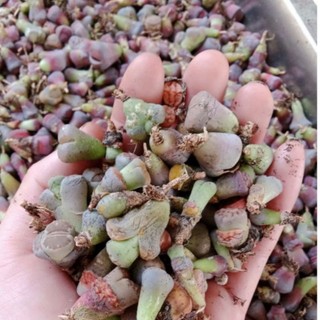 Lithops sen mông mini ngẫu nhiên