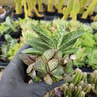 sen đá haworthia Mỏ vịt