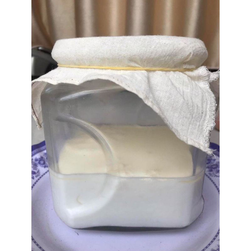 Nấm làm sữa chua Milk Kefir Grain