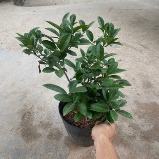 Cây chanh tứ quý (chanh ta) tán xum (Cây như hình)