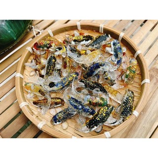 Cá Koi thủy sinh 1 con ( thạch anh phủ nhựa)