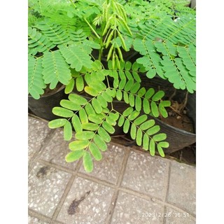 cây con hoa phượng đỏ ( hoa học trò)