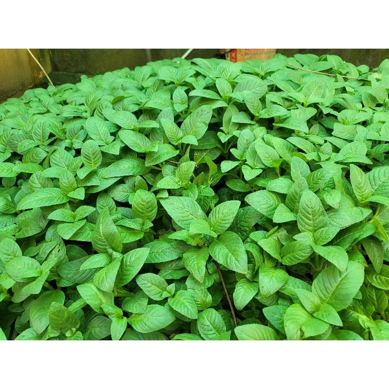 Cây giống rau quế xị (Quế vị)