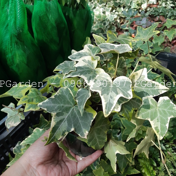 Cây thường xuân MIX CHẬU để bàn