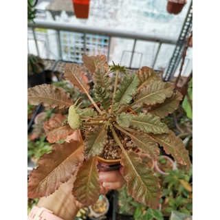 Hạt Mặt Trời giống mới Dorstenia SP 30