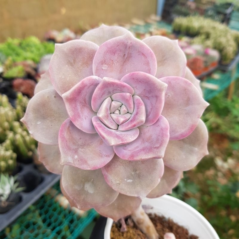 sen đá HỒNG MẬP size trung