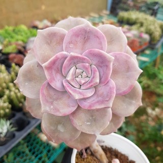 Sen đá hồng mập size trung
