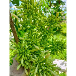 hạt giống hoa đu đủ đực(100 hạt)