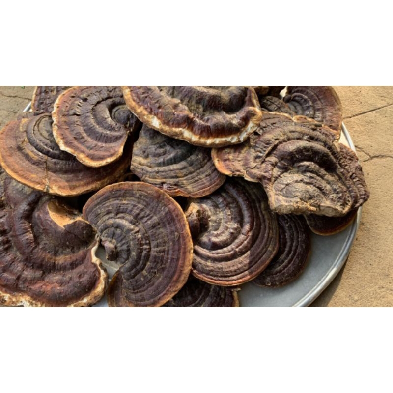 Nấm linh chi rừng nguyên tai 1 giá 230k 1kg