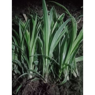 5 cây giống cỏ lan chi