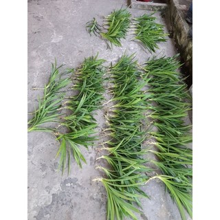 combo 60 lá dứa (lá nếp thơm)