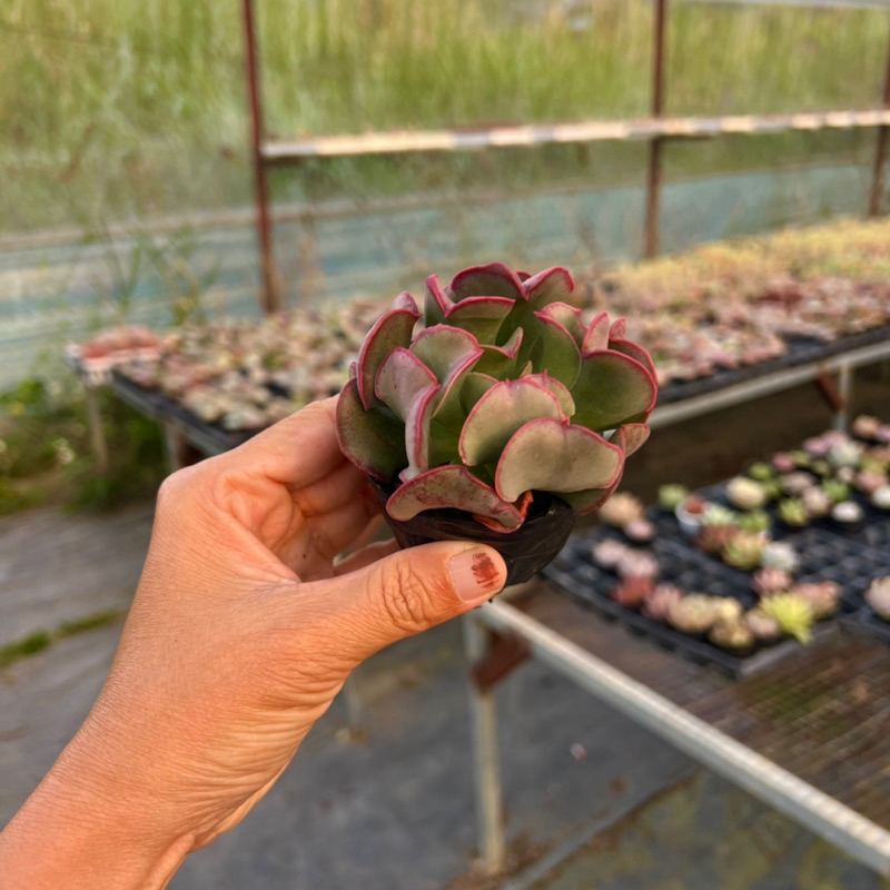 Cây sen đá Bỉ Ngạn đỏ size bầu 4-4,5cm cây cảnh trang trí nhà cửa THUANPHAT GARDEN