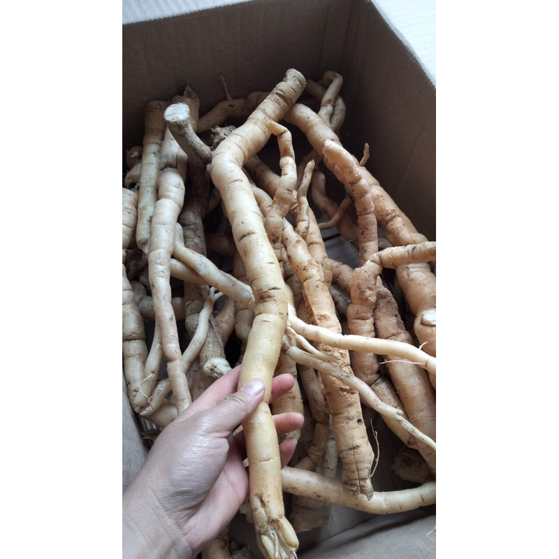 Sâm  xuyên đá Tây Bắc tươi