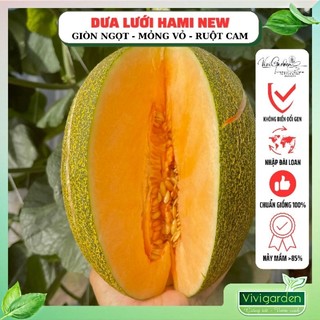 Combo 10 hạt lẻ giống dưa lưới Hami New siêu giòn ngon, mỏng vỏ giống khỏe và thu hoạch ngắn ngày