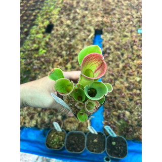 cây bắt mồi , heliamphora minor