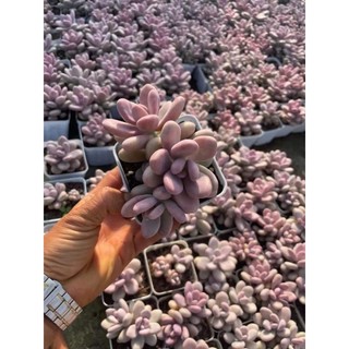 sen đá sỏi hồng