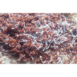 100 gram hạt bạch đàn đỏ