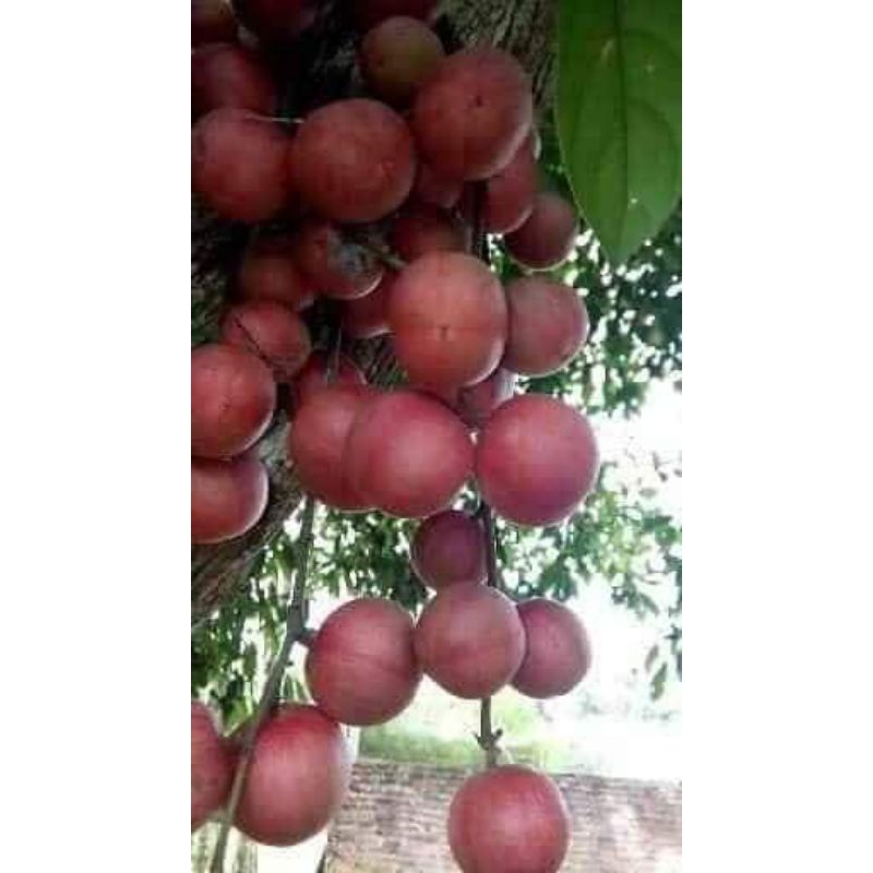 2 cây dâu da đất màu đỏ