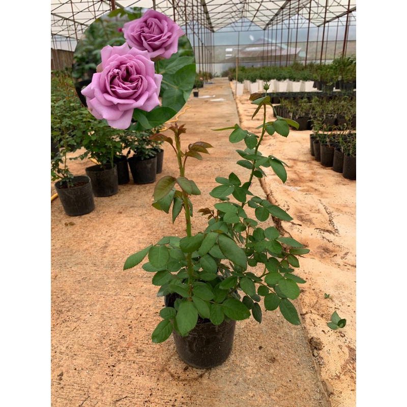 Cây hoa hồng bụi Kinda Blue màu tím - cây nguyên chậu cao 50-60cm. Thienan22916