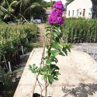 Cây Bằng Lăng Thái