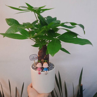 Kim ngân MIX CHẬU để bàn