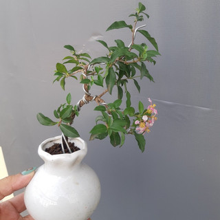Hồng ngọc mai bonsai mini để bàn