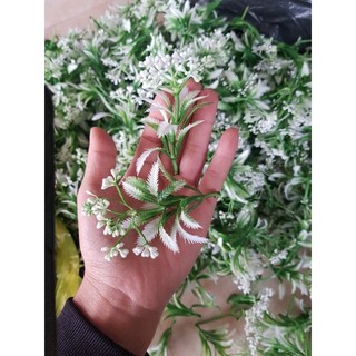 100gr cỏ điểm[ mẫu tùy chọn]