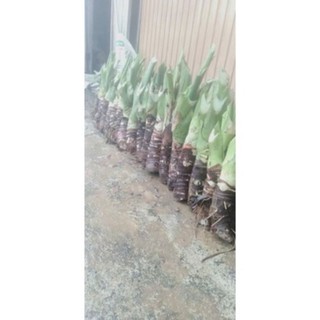 combo 50 củ ráy voi giống