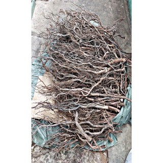 lũa rễ rừng (100g / 25k)