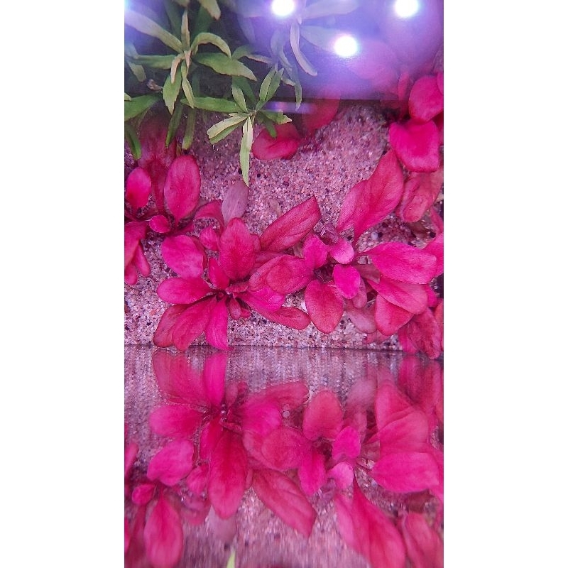 Cây Cải Đỏ Thủy Sinh Lá Nước .