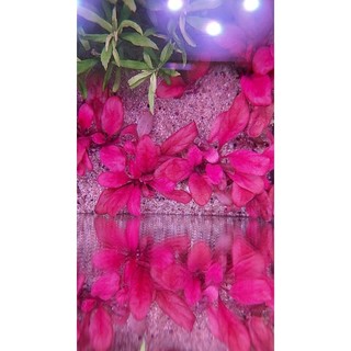 Cây Cải Đỏ Thủy Sinh Lá Nước .