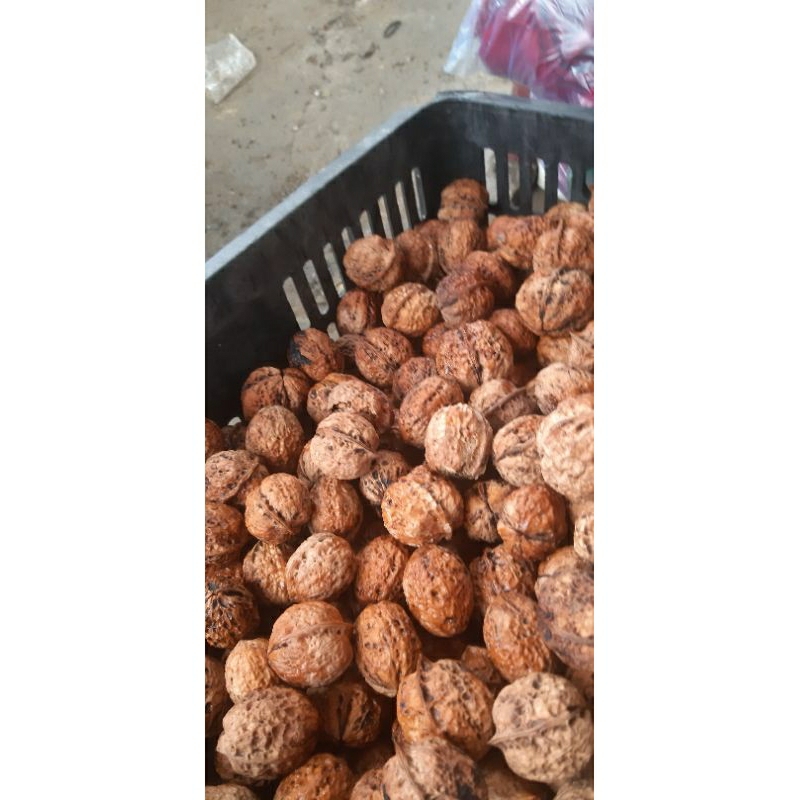 Quả Óc Chó Hà Giang