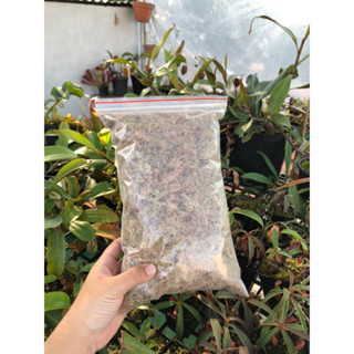 Dớn trắng-dớn khô trồng cây bắt mồi (100gr)