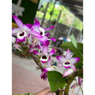 Lan đùi gà tròn thuần chậu đang mùa ra hoa đầy nụ