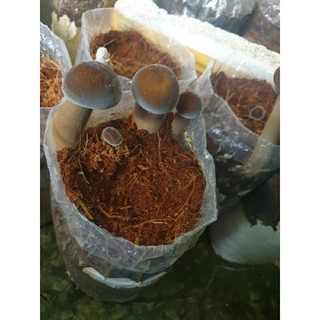 Phôi Nấm Mối Đen (1 kiện 3 bịch)