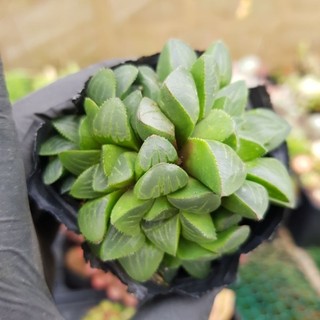 sen đá haworthia các loại