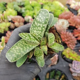 sen đá haworthia Mỏ vịt