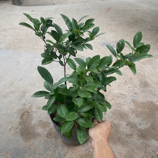 Cây chanh tứ quý tán xum