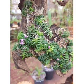 1 khóm lan Chân rết