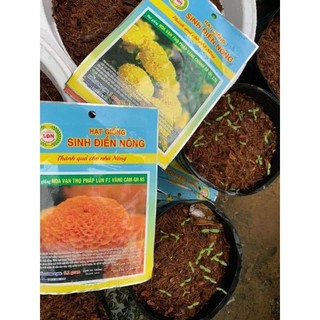 hạt giống hoa cúc vạn thọ lùn pháp