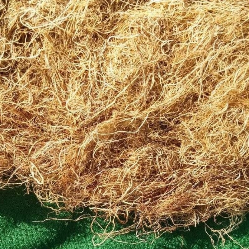 Rong chỉ vàng nấu xu xoa, nấu chè, làm gỏi 500gr